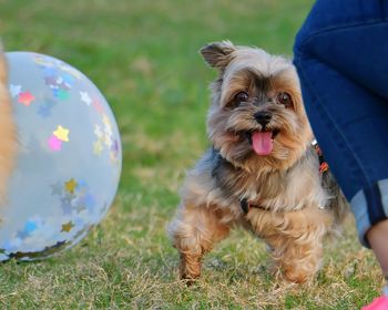 Full length of dog on field