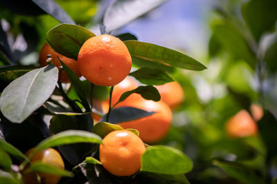 Close-up of orange fruit on tree