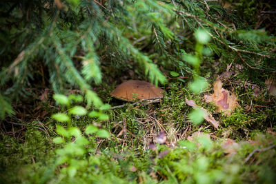 Close-up of mushroom growing on field