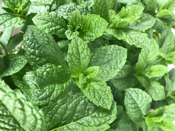 Full frame shot of green leaves