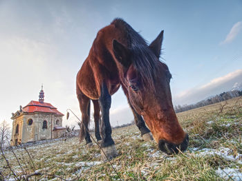 Brown horse to feed on a pasture near a mountain farm.