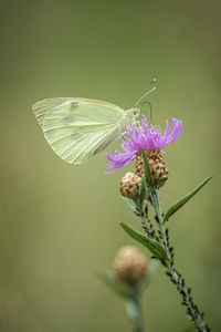 Close-up of butterfly pollinating on flower