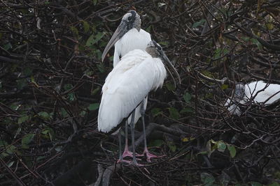 Bird perching on a tree