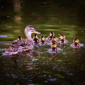 Ducks swimming in lake