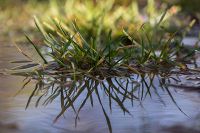 Close-up of plant in lake