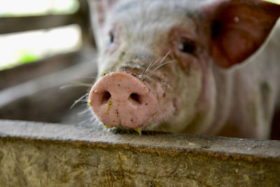 Close-up of a pig