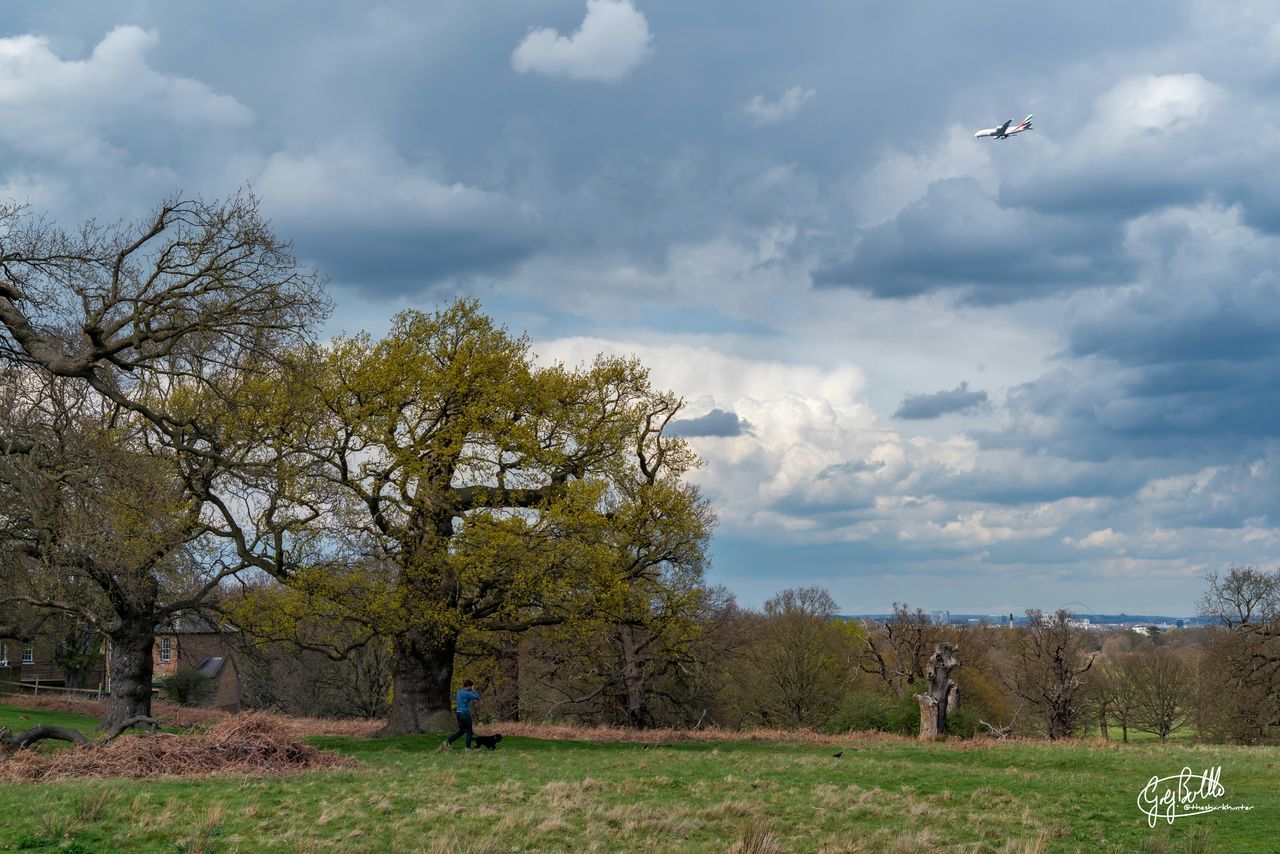 TREES ON GRASSY FIELD AGAINST CLOUDY SKY