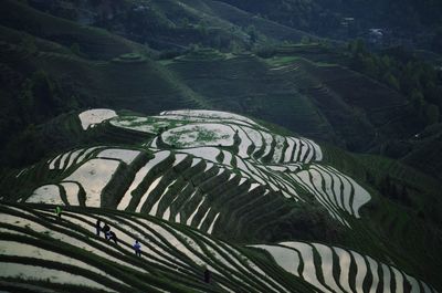 High angle view of agricultural field