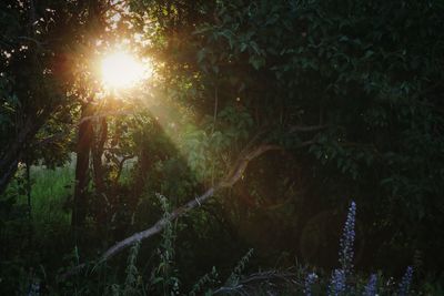 Sunlight streaming through trees in forest