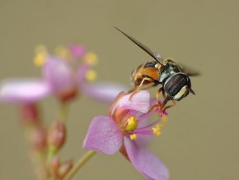 insect
