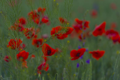 Close-up of red poppy flowers on field