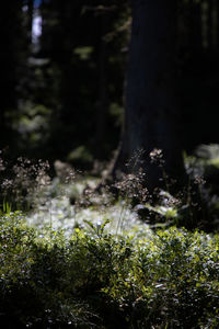 Close-up of plant growing on field