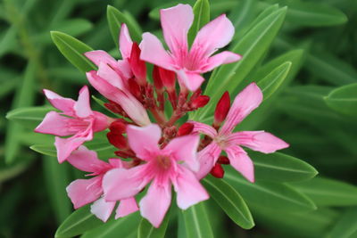Close-up of pink flowering plant