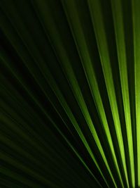 Full frame shot of green tree