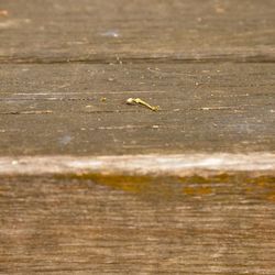 Close-up of bird on wood