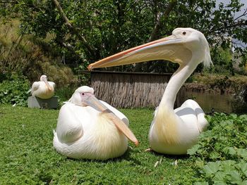 White duck on field