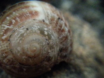 Close-up of plant against blurred background