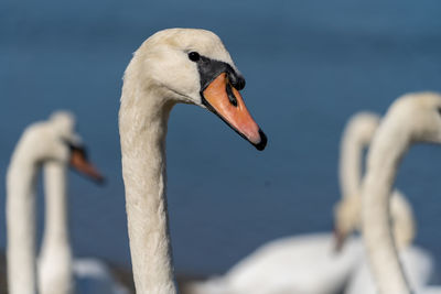 Close-up of swan