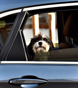 Close-up of dog in car