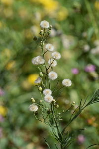 Close-up of flowers