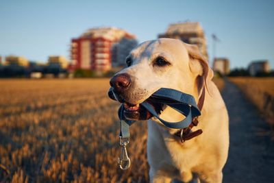 Close-up of dog looking away