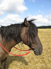 Close-up of horse on field