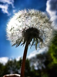 Close-up of dandelion