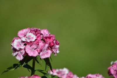 Close-up of pink flowering plant