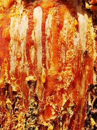 Full frame shot of tree trunk