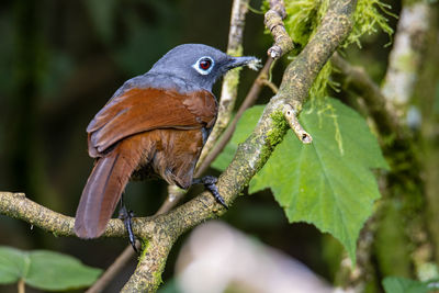 Close-up of bird perching on branch