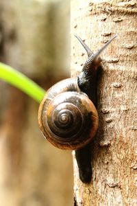 Close-up of snail on white surface