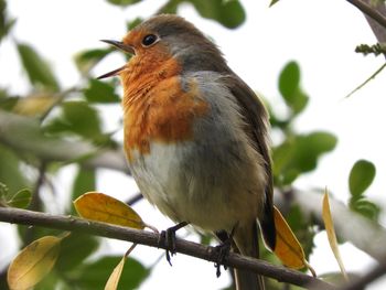 Close-up of bird perching on branch