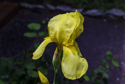 Close-up of yellow flowering plant