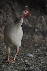 Close-up of a bird on field