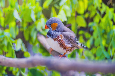 Close-up of bird perching on branch