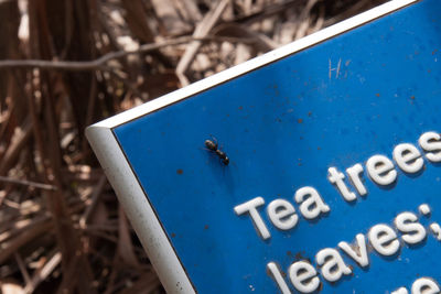 High angle view of an giant ant crabbing on a metal text sign