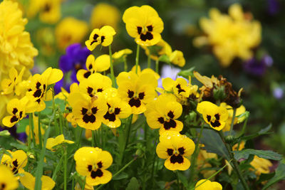 Close-up of yellow flowering plant in field