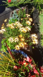 Flowers blooming outdoors