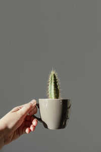 Female hand holds a cactus in a coffee cup on a background of gray wall. the concept of minimalism.