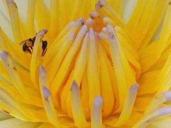 Close-up of insect on yellow flower