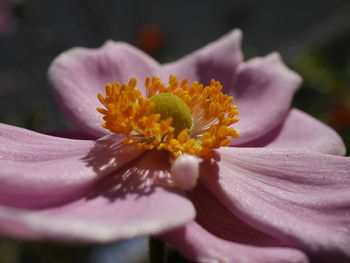 Close-up of pink flower