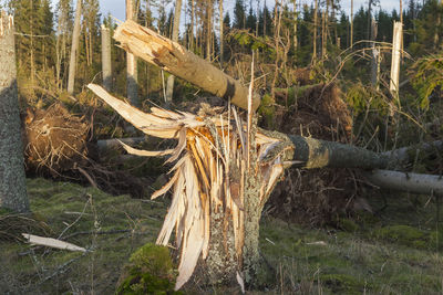 Dead tree on field in forest