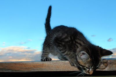 Close-up of a cat on wood against blue sky