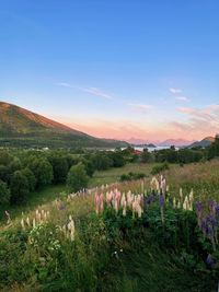 Scenic view of field against sky during midnightsun