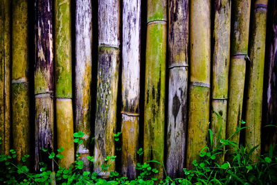 Full frame shot of bamboo trees in forest