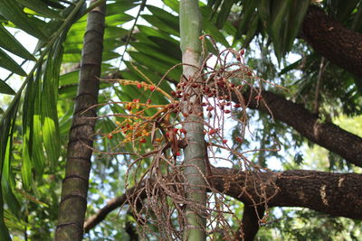 Low angle view of a tree