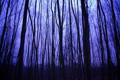 Low angle view of trees in forest against sky