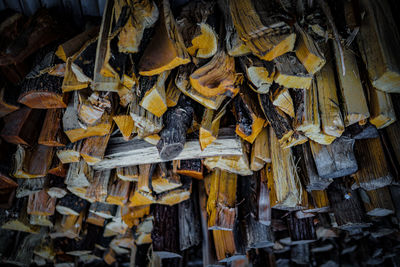 High angle view of wooden logs in forest