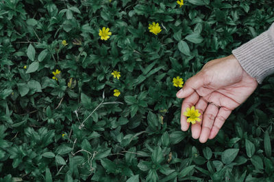 Cropped hand of woman holding plant