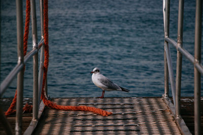 Seagull on pier against sea